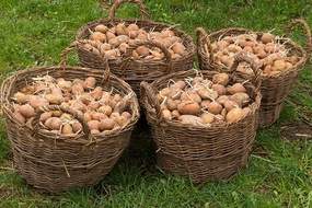 Maincrop potatoes